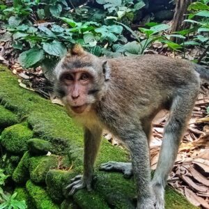 Indonesia Travel Experiences A Monkey Posing