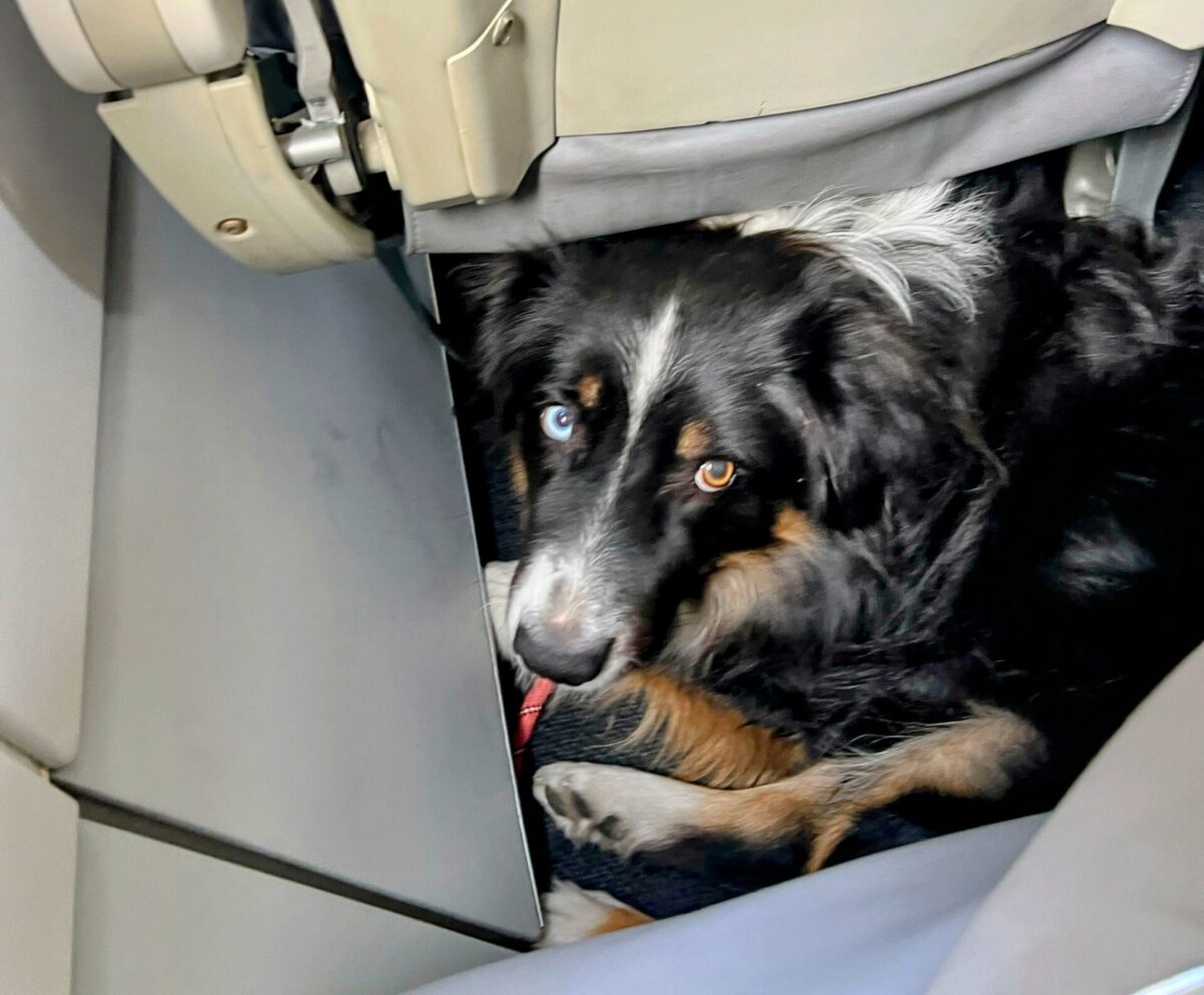 Aussie Dog On A Plane After Van Taken By Mexican Police