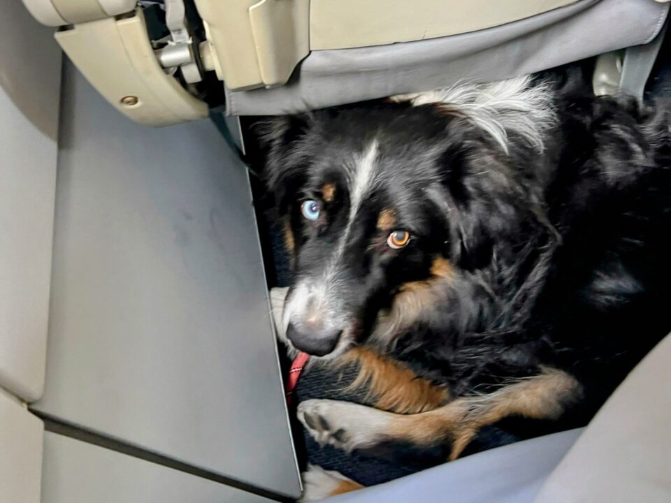 Aussie Dog On A Plane After Van Taken By Mexican Police